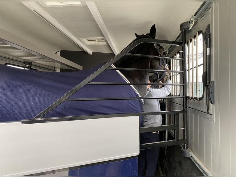 Remorque pour chevaux Cheval Liberté Optimax