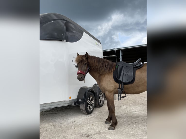 Carliner S (Bücker) Remorque pour chevaux, spécialement conçue pour les chevaux islandais