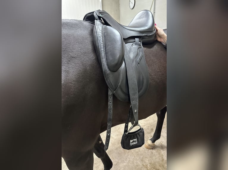 Envy Motion, selle de dressage de 17 pouces