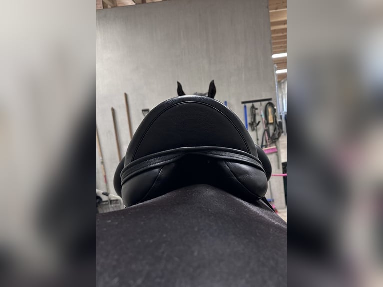 Envy Motion, selle de dressage de 17 pouces