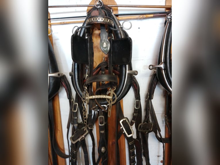 harnais pour paire de chevaux