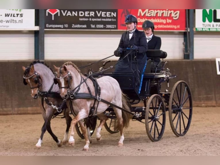 Presentatie wagen voor pony's 