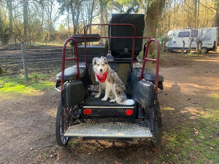 Hansmeier Marathonwagen, carrosse pour attelage double, voiture d'entraînement