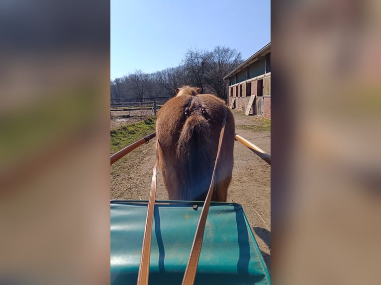 Sulky avec harnais inclus