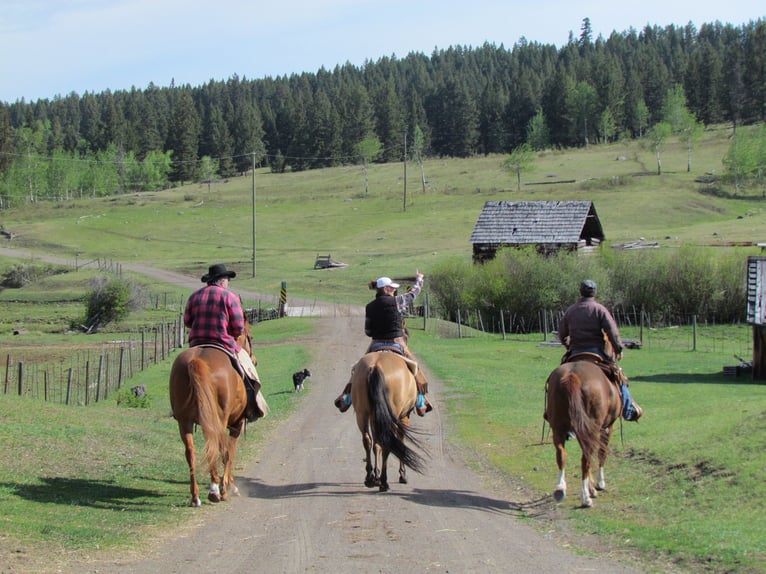 32 hectáreas de rancho en la cima de una colina. Paraíso familiar y ecuestre en una ubicación espect