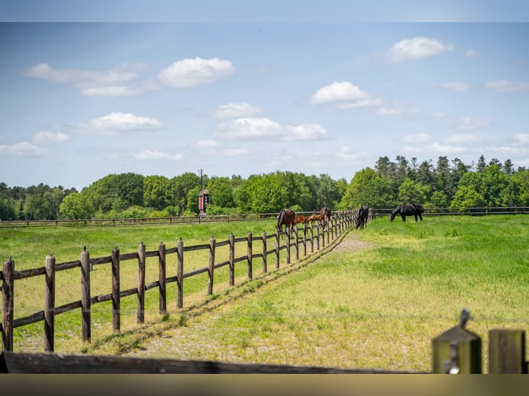 A beautiful, fully equipped equestrian facility located in a fantastic location