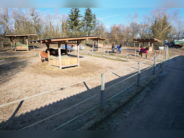 Atractiva instalación ecuestre entre Montabaur y Limburg