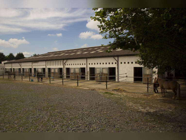 Atractiva instalación ecuestre entre Montabaur y Limburg