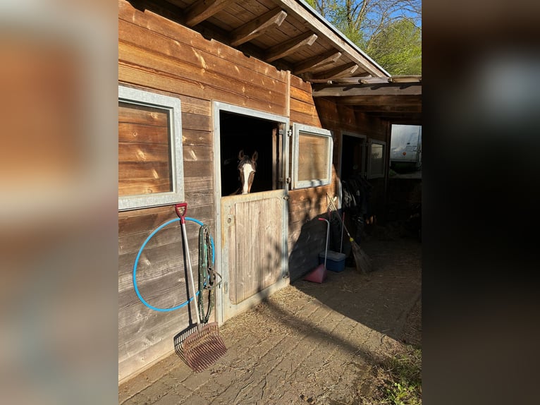 Casa con establo, paddock de entrenamiento y pista de doma en una zona tranquila en las afueras del 