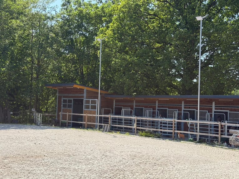 Casa moderna con instalaciones ecuestres, establos y vivienda con caballos