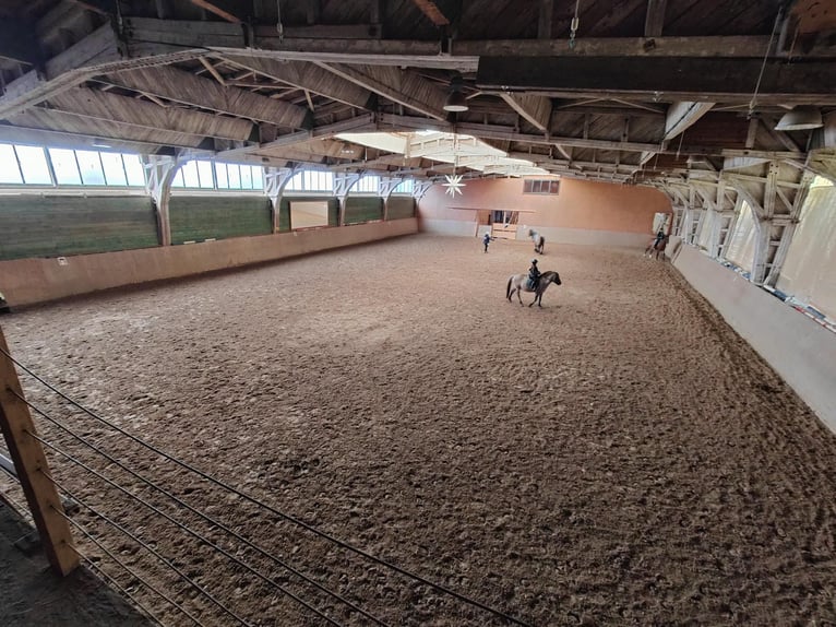 Centro ecuestre cerca de Dresde - Participación