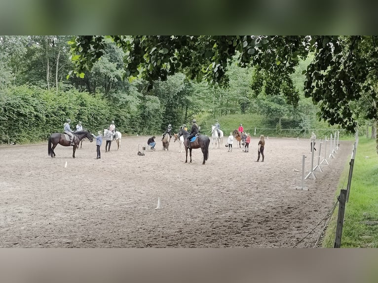 Centro ecuestre cerca de Dresde - Participación