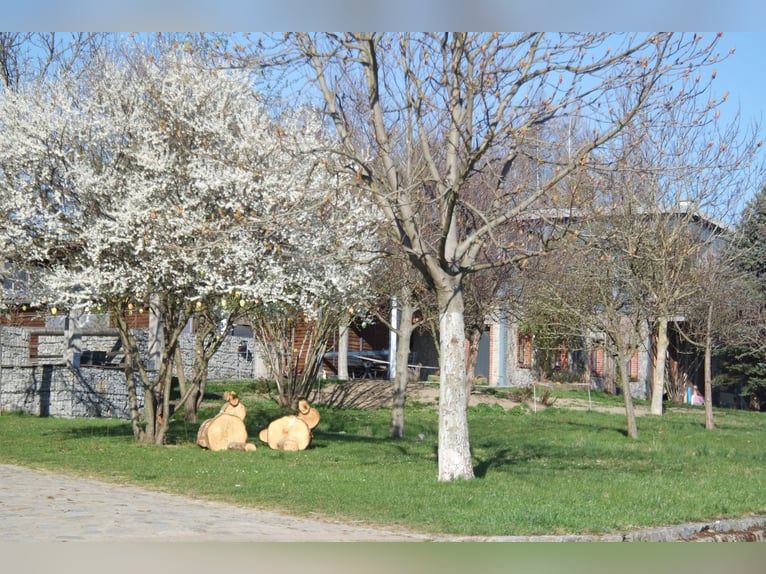 Centro ecuestre cerca de Dresde - Participación