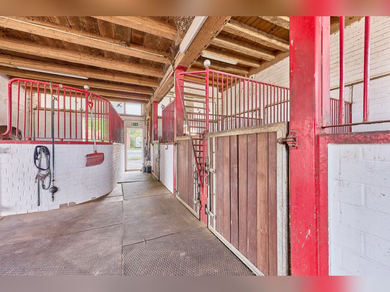 Centro ecuestre cerca de Hannover: 29 boxes para caballos, instalaciones profesionales para entrenam