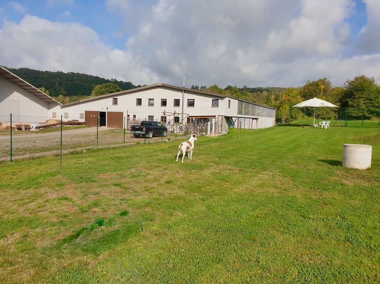 Centro ecuestre en Harz, en Bad Sachsa – Gran finca de campo con pista cubierta y ubicación aislada.
