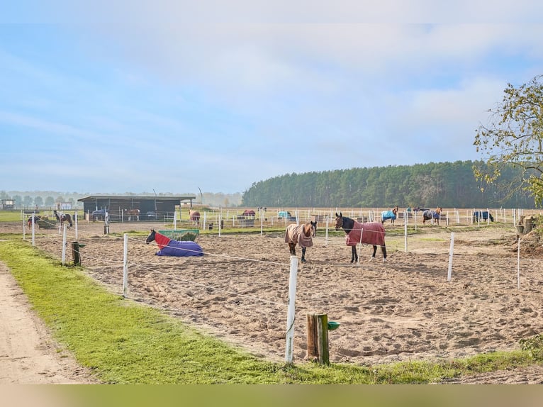 Centro ecuestre en venta cerca de Berlín – capacidad para casi 100 caballos en el distrito de Havell