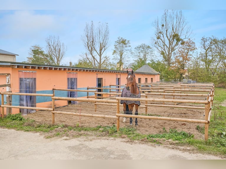 Centro ecuestre en venta cerca de Berlín – capacidad para casi 100 caballos en el distrito de Havell