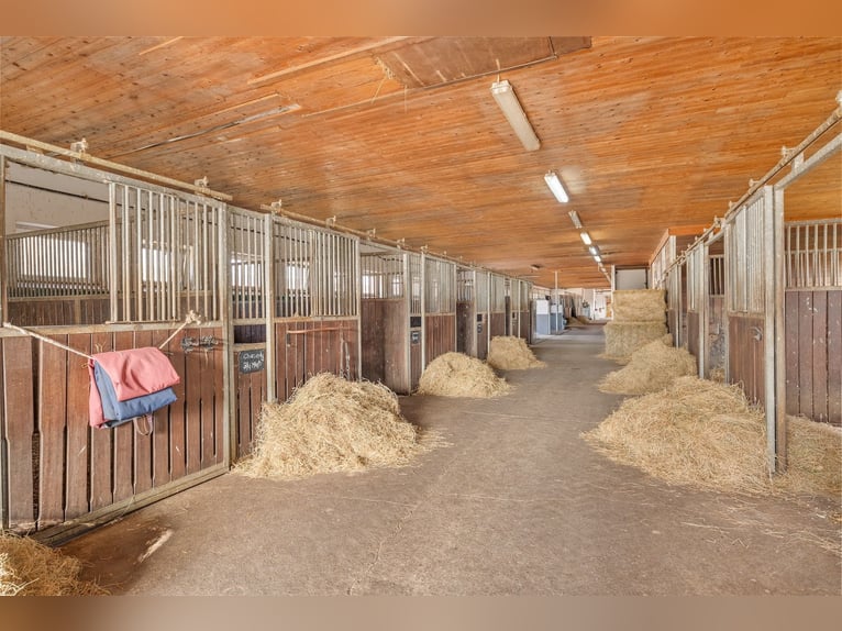 Centro ecuestre en venta cerca de Berlín – capacidad para casi 100 caballos en el distrito de Havell