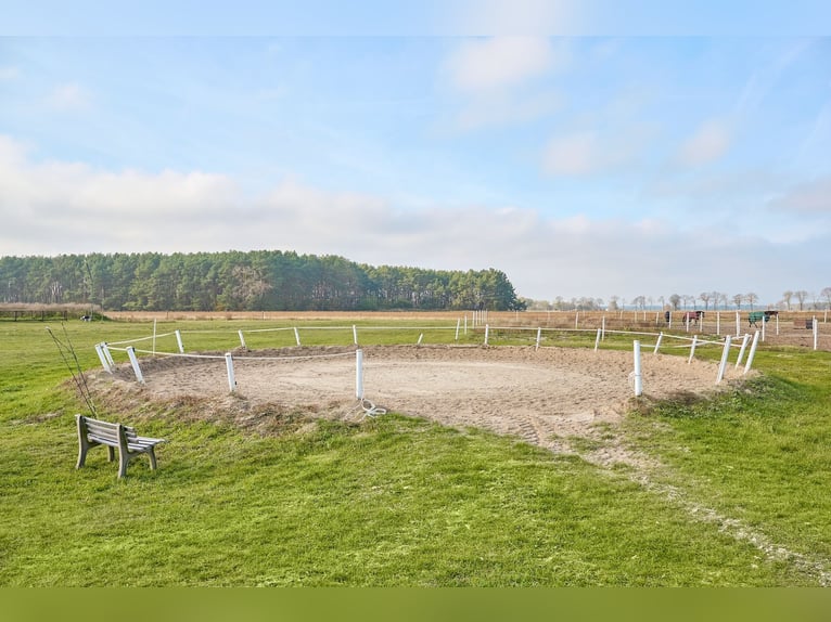 Centro ecuestre en venta cerca de Berlín – capacidad para casi 100 caballos en el distrito de Havell