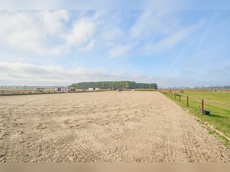 Centro ecuestre en venta cerca de Berlín – capacidad para casi 100 caballos en el distrito de Havell