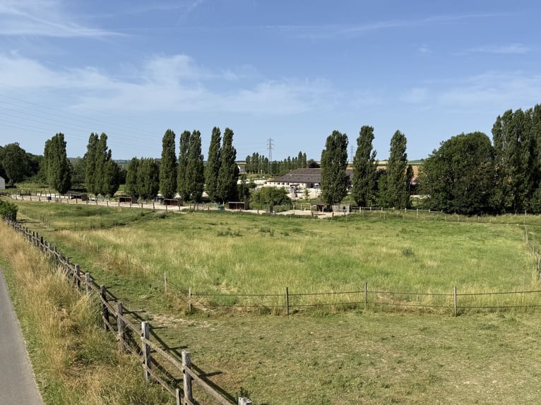 Centro ecuestre profesional en Sena y Marne