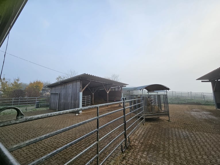 Complejo ecuestre altamente rentable para la cría de caballos en condiciones apropiadas, en una ubic