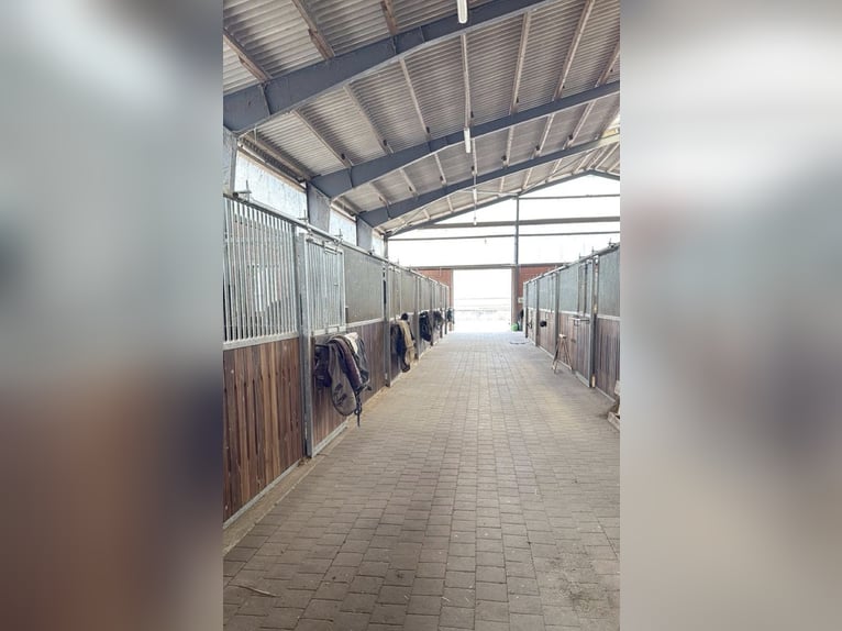Complejo ecuestre de alta calidad y prestigio en ubicación aislada al norte de Hamburgo