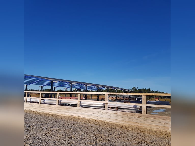 Complejo ecuestre moderno en aproximadamente 10 hectáreas, ubicado entre Sevilla, Huelva y la costa 