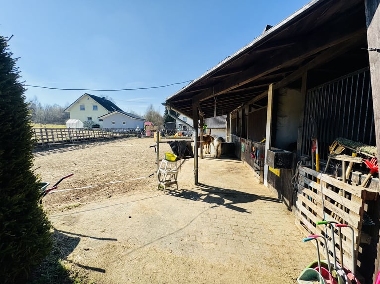 Einfamilienhaus mit Pferde- bzw. Tierhaltung und weiteren Nutzungsmöglichkeiten