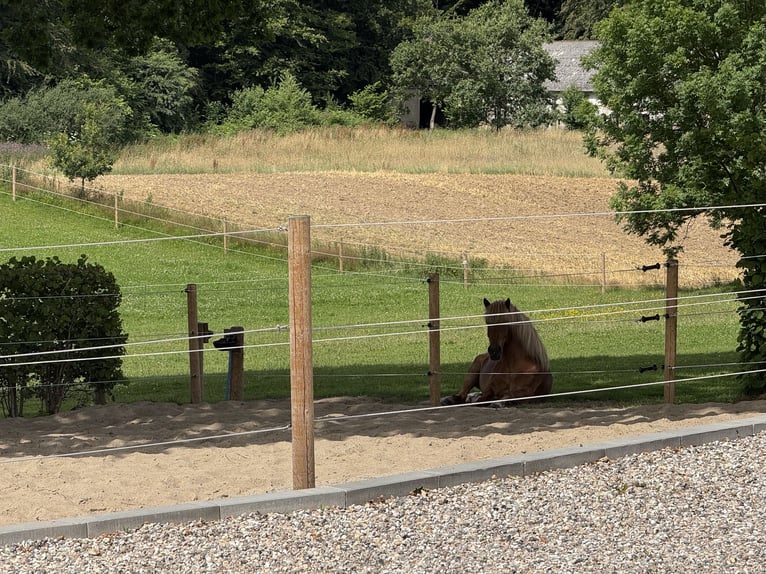 Encantadora casa de campo con instalaciones ecuestres de alta calidad en Sønderjylland, en una ubica