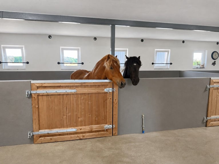 Encantadora casa de campo con instalaciones ecuestres de alta calidad en Sønderjylland, en una ubica