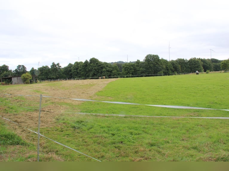 Establecida finca y centro ecuestre – aproximadamente 8 hectáreas de terreno consolidado – de uso ve