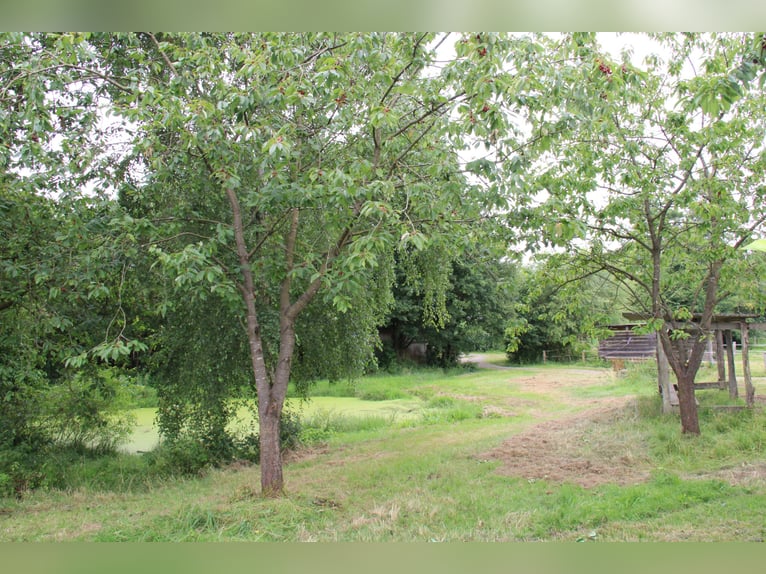 Establecida finca y centro ecuestre – aproximadamente 8 hectáreas de terreno consolidado – de uso ve