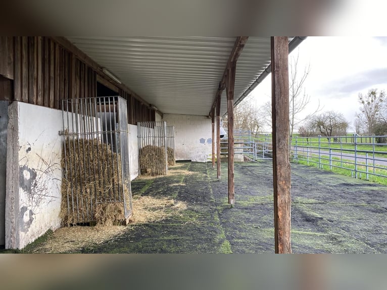 Establo completo con 15 boxes en paddock, 8 plazas en paddock abierto, pista cubierta y pista de dom