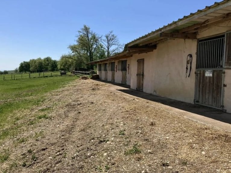 Establo de cría y comercio de caballos