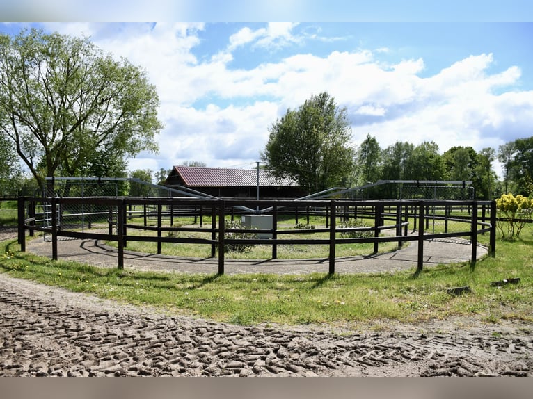 Exclusiva finca ecuestre en alquiler: conexión perfecta y ubicación idílica en el campo – Bremen-Bor