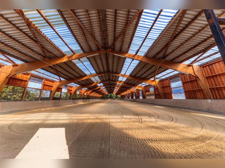 ¡Exclusiva instalación ecuestre Sommerlade en Reichshof!