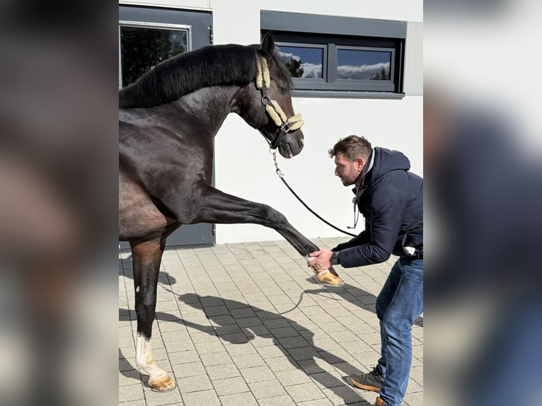 Exclusivo centro ecuestre con clínica y área de rehabilitación equina cerca de Stuttgart