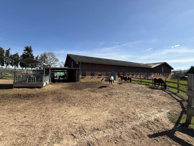 Exclusivo haras con instalaciones ecuestres y casa multifamiliar: combina rentabilidad y calidad de 