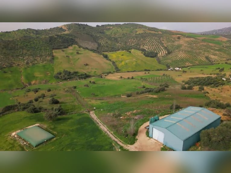 Explotación Ganadera en venta