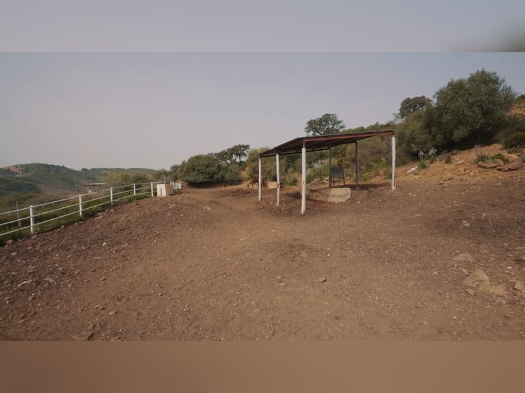Explotación Ganadera en venta