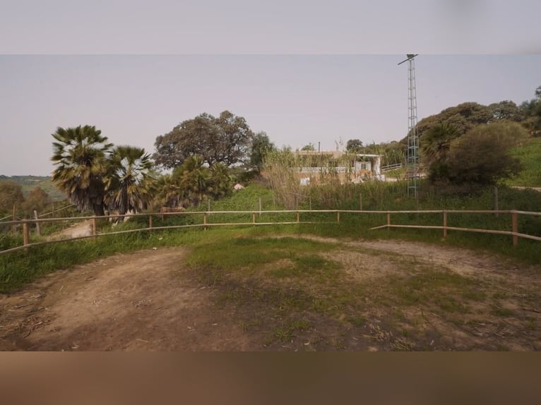 Explotación Ganadera en venta