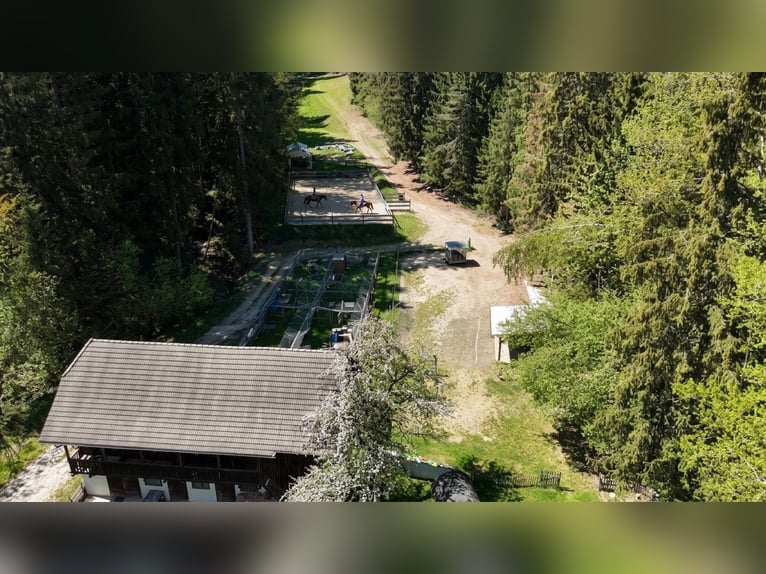 Finca cerca de Birkfeld (Estiria) - Cuidado de caballos para hasta 5 animales, ubicado en la misma p