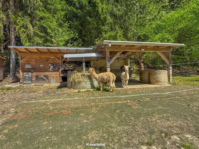 Finca cerca de Birkfeld (Estiria) - Cuidado de caballos para hasta 5 animales, ubicado en la misma p