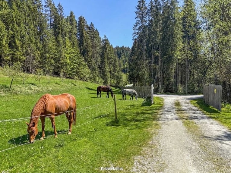 Finca cerca de Birkfeld (Estiria) - Cuidado de caballos para hasta 5 animales, ubicado en la misma p