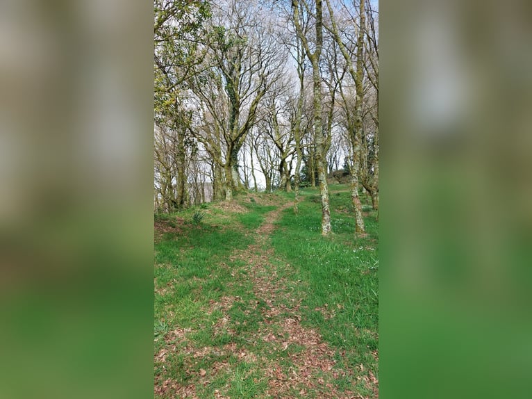 Finca con casa y hipica privada