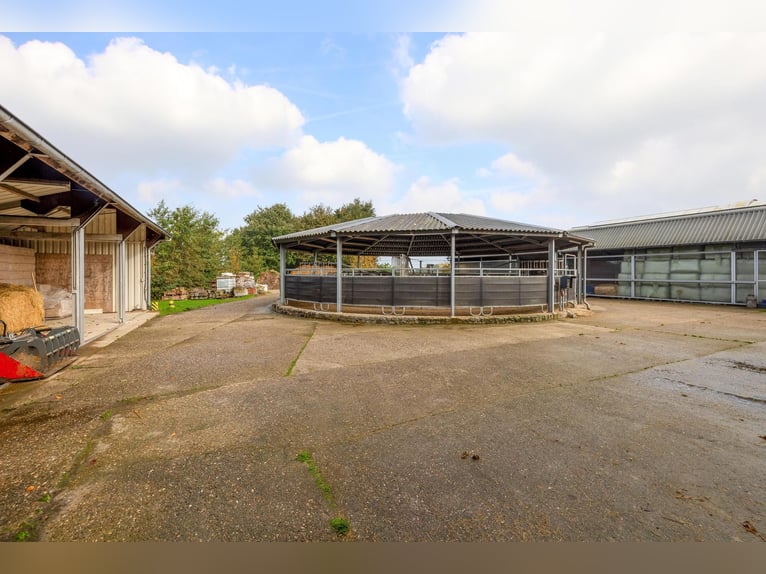 Finca con instalaciones ecuestres profesionales y amplias opciones de vivienda