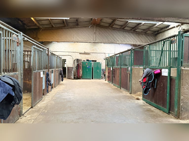 Finca con pista cubierta, instalaciones de establos y amplias áreas de arrendamiento en Linnich