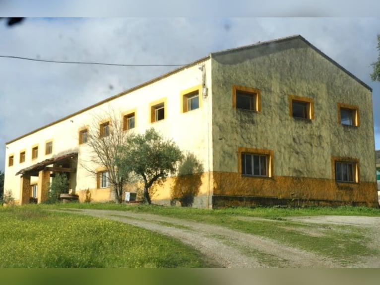 Finca de caza y ganado excepcional.