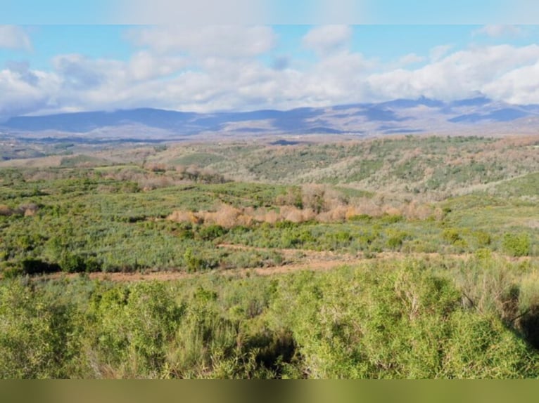 Finca de caza y ganado excepcional.